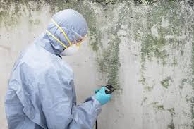 Best Crawl Space Mold Remediation  in Brocton, NY